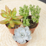 Микс из 3х суккулентов