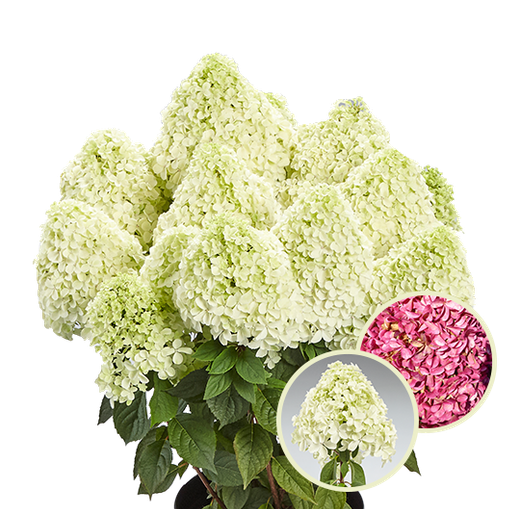 Гортензия метельчатая Пандалус Р9 Закупка М59 апрель 2026