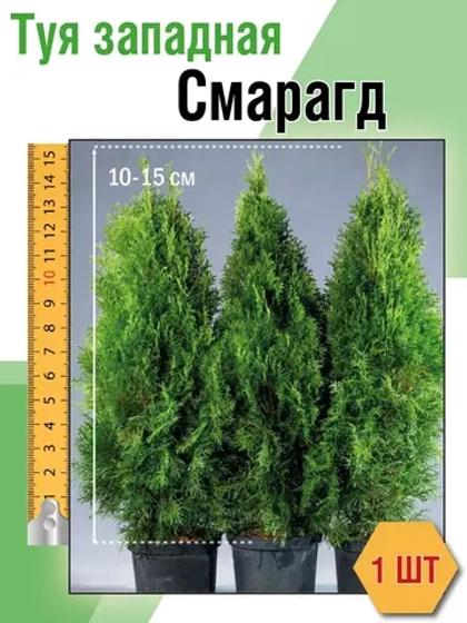 Саженец Туя западная Смарагд 1 шт.