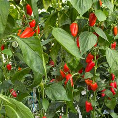 РЕД ТАТИН F1 семена перца сладкого (Rijk Zwaan | Alexagro)