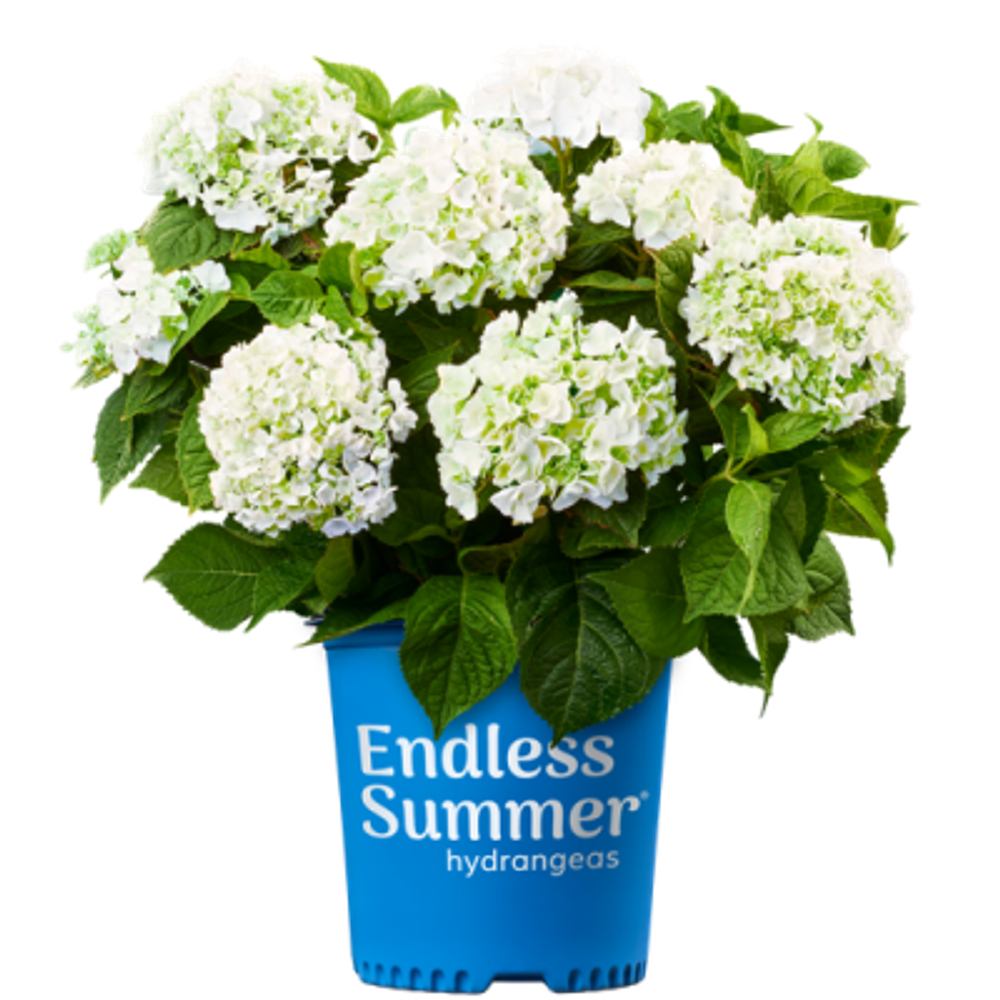 Саммер Лав Брайд (Endless Summer The Bride) С2 Европа весна 2026 г.