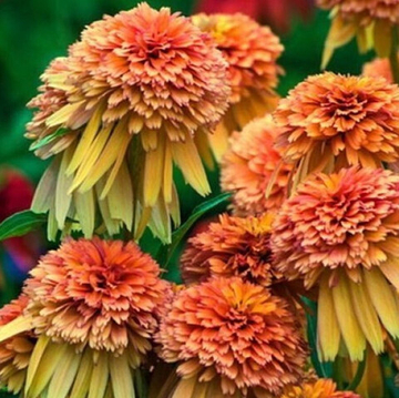 Эхинацея Мармелад