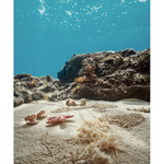 Ковер Lorena Canals Seabed (140x200 см)