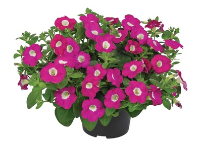 П8 Петуния Blanket rose