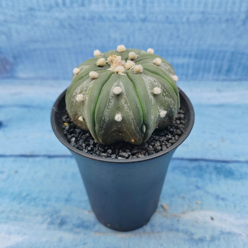 Astrophytum Asterias (Астрофитум)