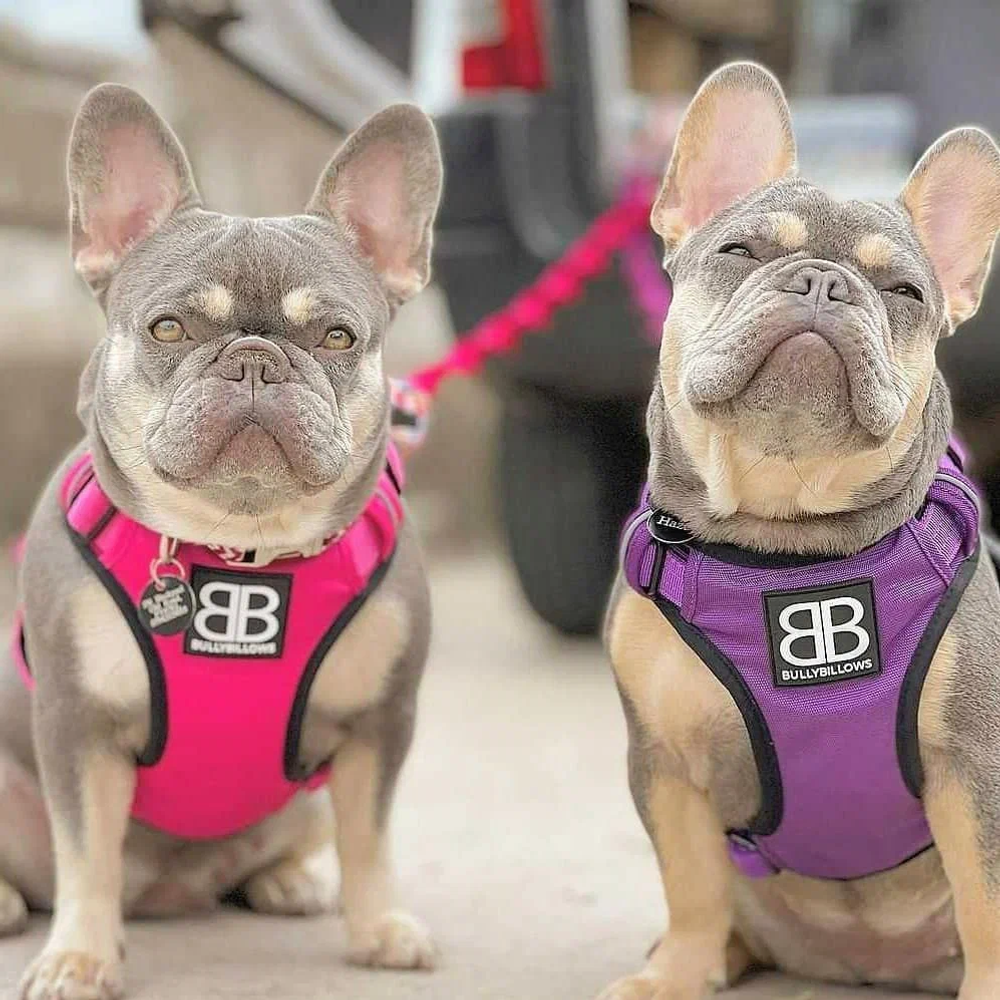 Шлейка Premium Dog Harness v2.0 BullyBillows