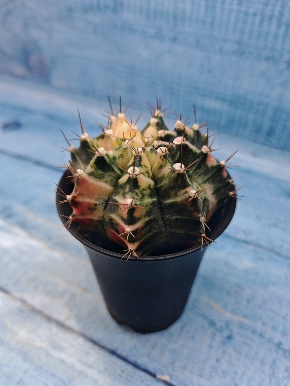 Gymnocalycium Variegata (Гимнокалициум Вариегатный)