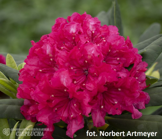 Рододендрон гибридный Дабл Кисс Закупка М63 апрель 2026