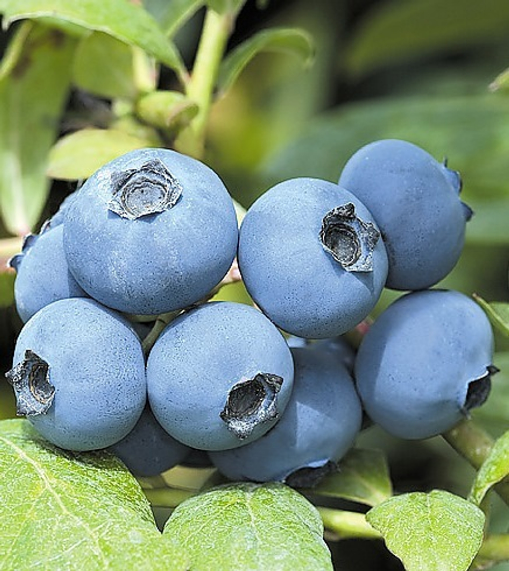 Шантеклер (Chanticleer) 3 года С3 (3л)