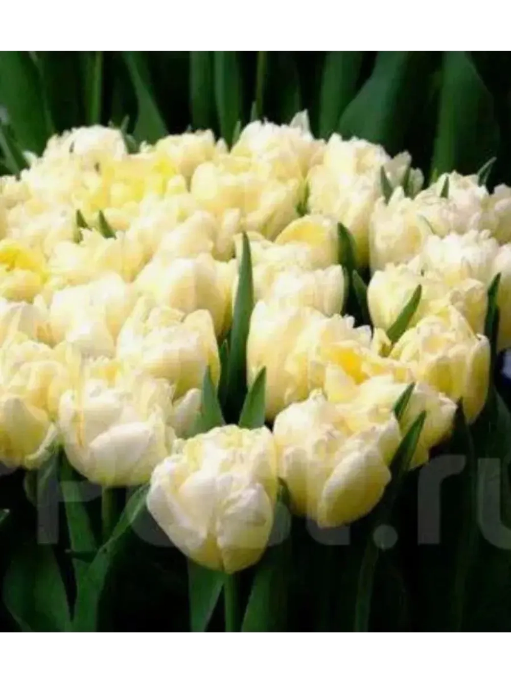 Тюльпаны Avant Garde 4 шт, набор луковиц