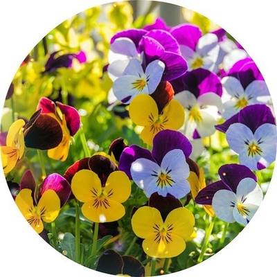 Вебинар-Интенсив "Эмоциональная Алхимия". Часть 1