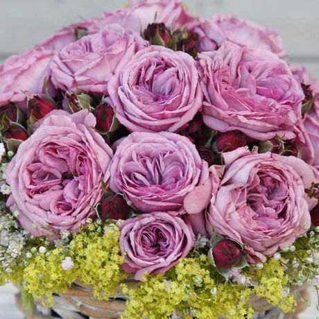 Блю Скай Фрилендер (Blue Sky Freelander)