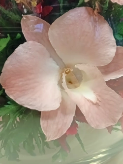 натуральные цветы в стекле, вакуум