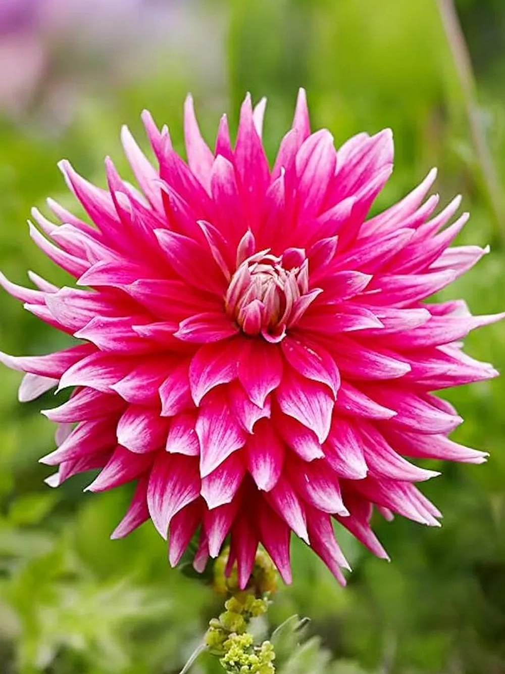 Георгин декоративный Дарк Хорс