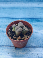 Lithops sp. (Литопсы)