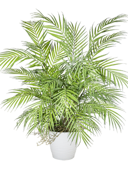 Пальма декоративная густая комнатная 80см в кашпо