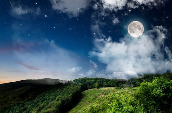 YanFroloff Fougere Authentique