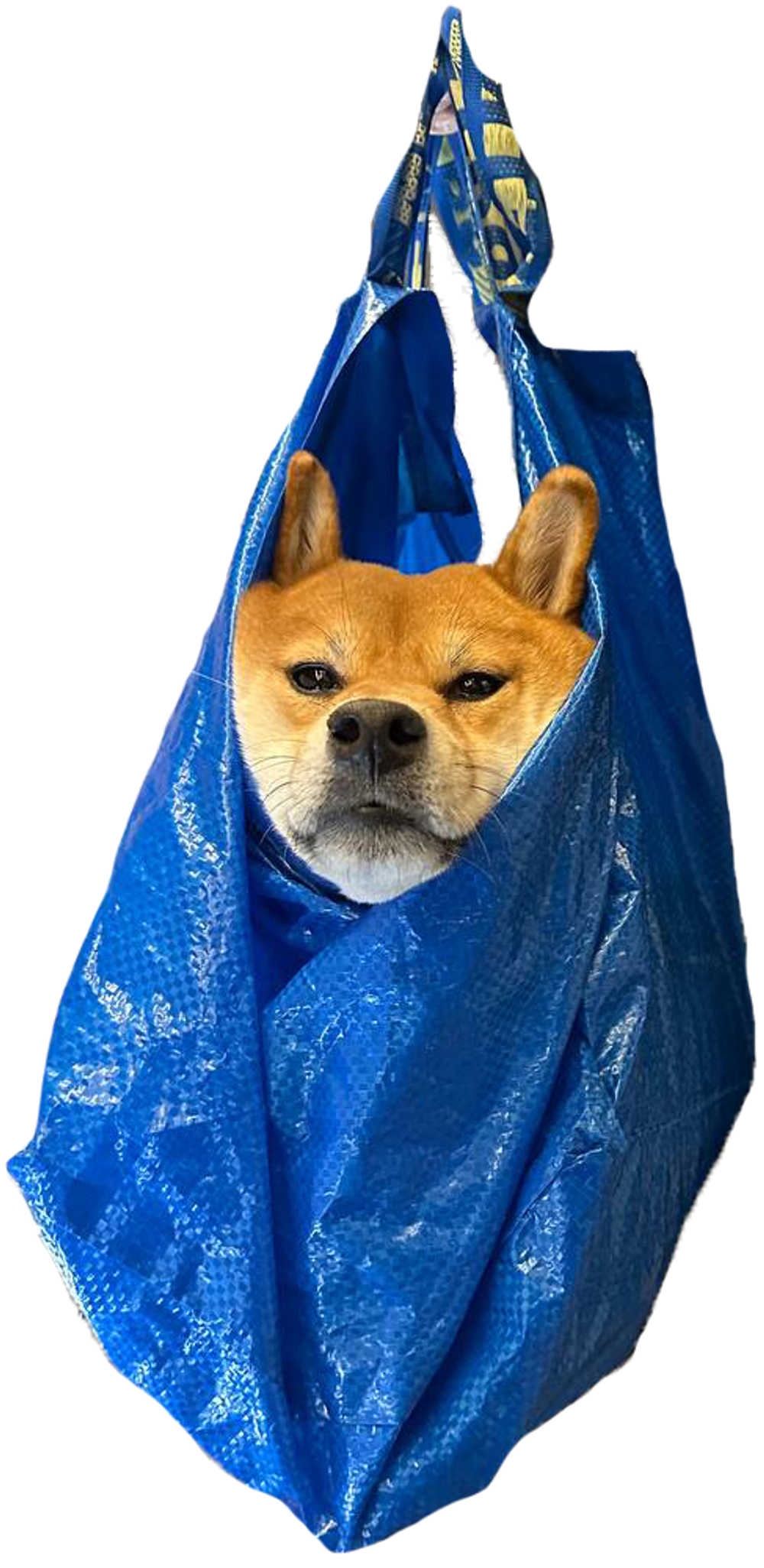 псина