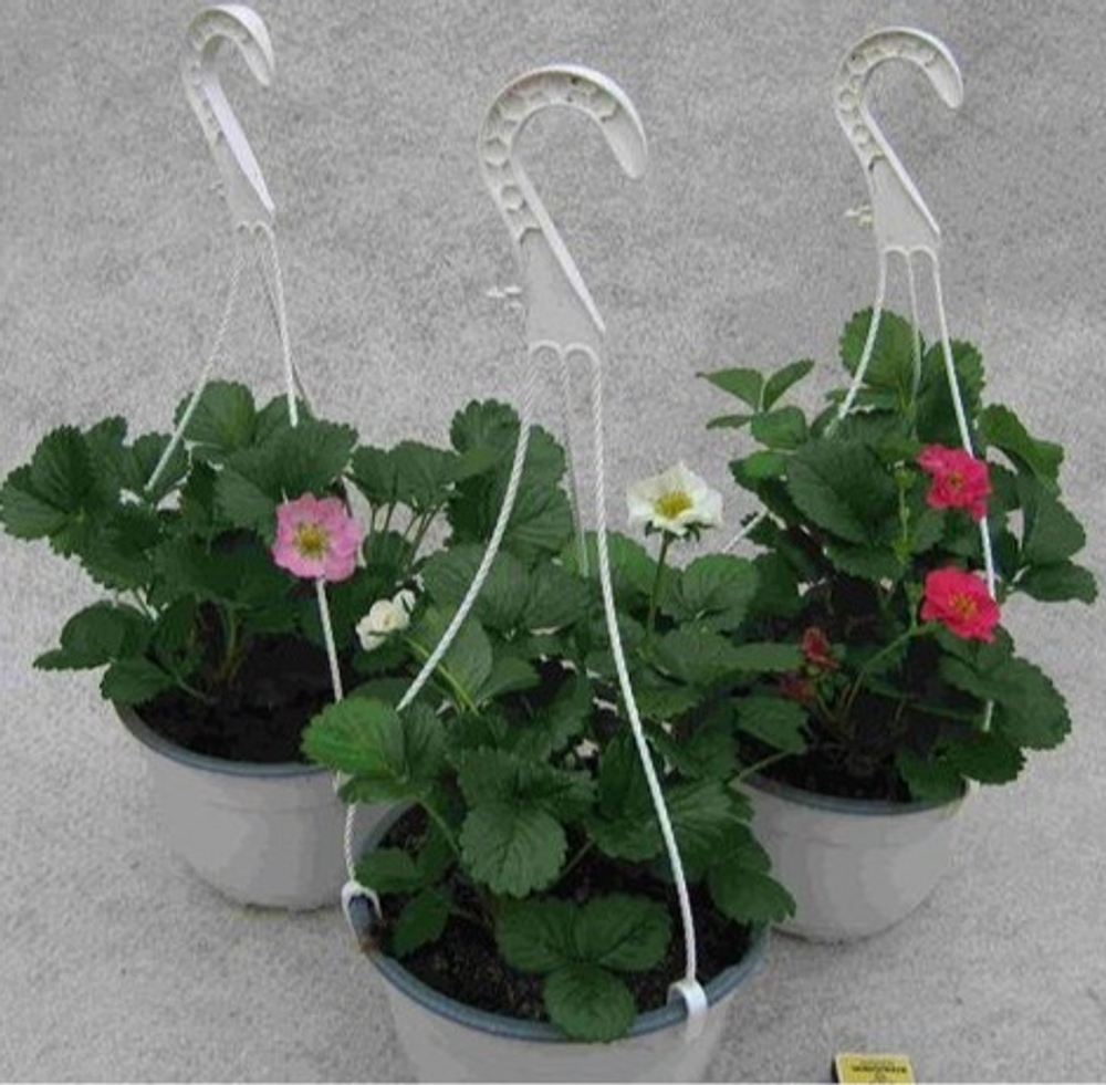 Фрагария подвесная