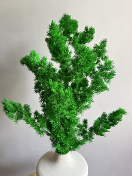 Аспарагус стабилизированный зеленый