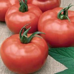 Шибик F1 семена томата детерминантного (Гавриш)