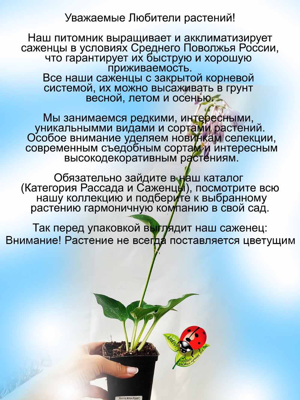Хоста Блю Кадет