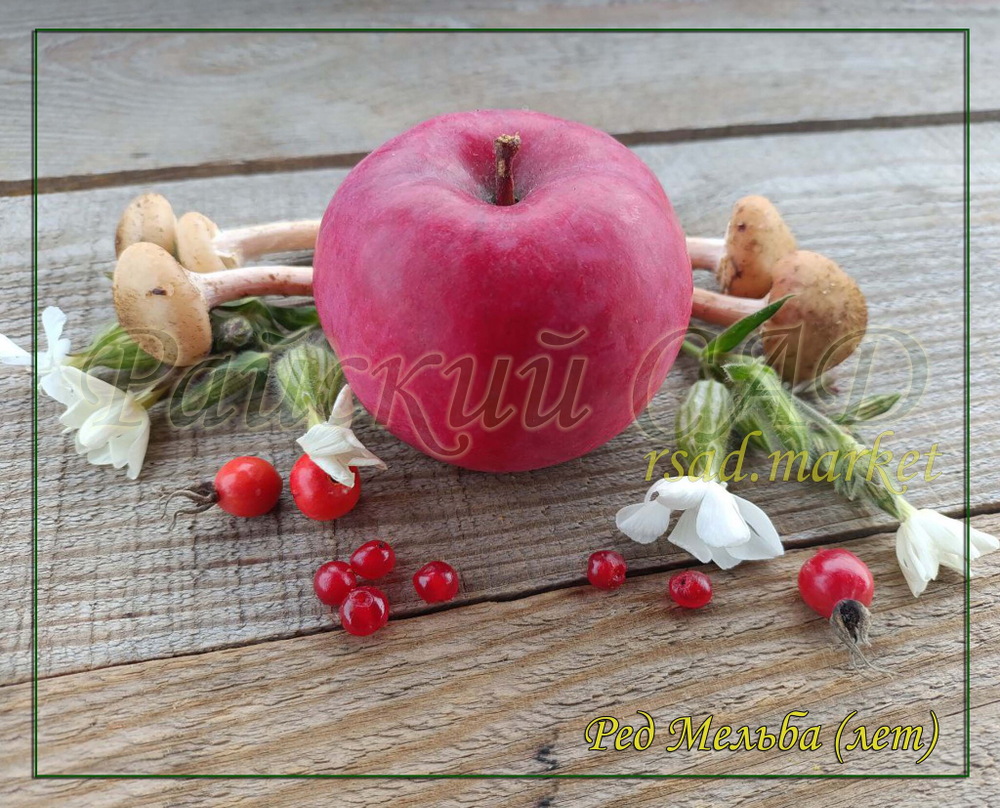Яблоня Мельба Ред , Мелба Красная,(Melba-red)