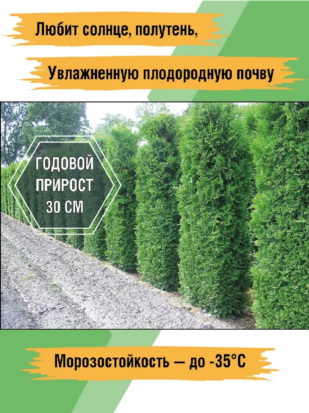Саженец Туя западная Брабант 5 шт хвойные