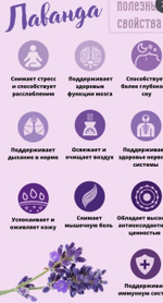 Лаванда букет 30см 100гр.
