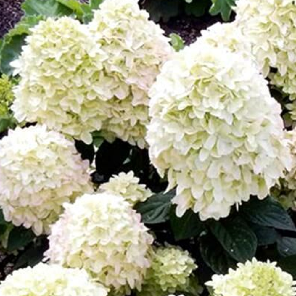 Коттон Крем «Cotton Cream» С3