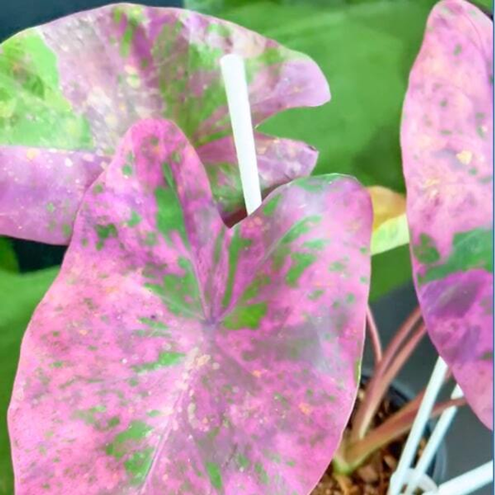 Колоказия PINK PALAZZO