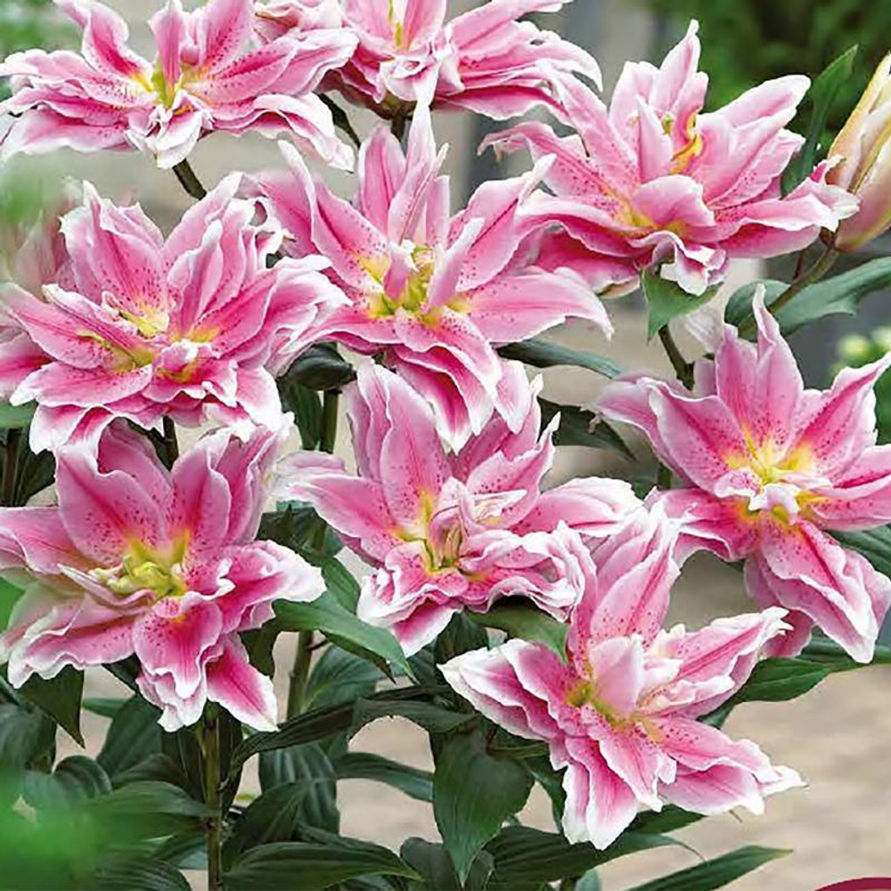 Лилия Roselily Natalia