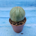 Euphorbia Obesa (Эуфорбия)
