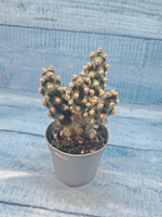 Tephrocactus Molinensis (Тефрокактус)