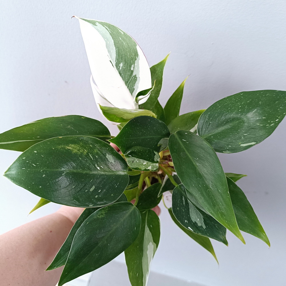 Филодендрон Белая Принцесса