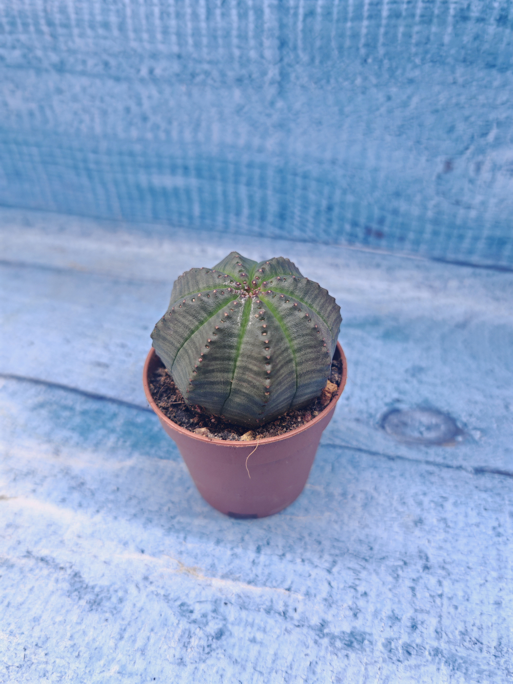 Euphoria Obesa (Эуфорбия)