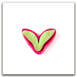 Крылатка клёна