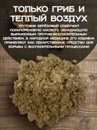 Трутовик березовый (дробленый)