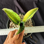 Сансевиерия HBG 22830 VAR