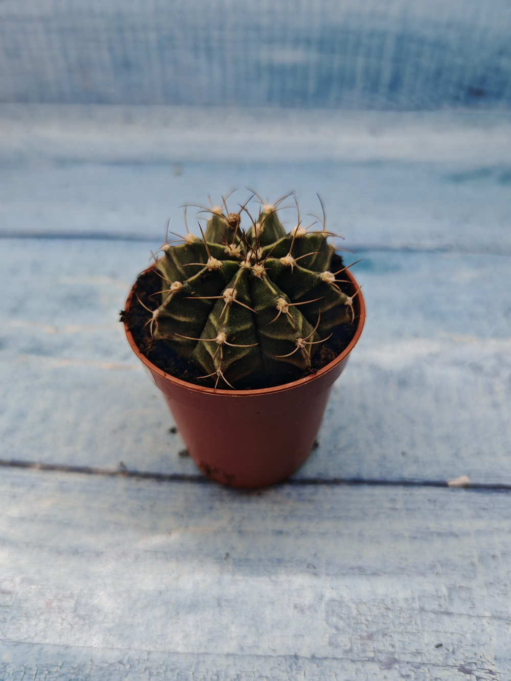 Gymnocalycium Friedrichii (Гимнокалициум)