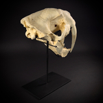 Smilodon на стойке