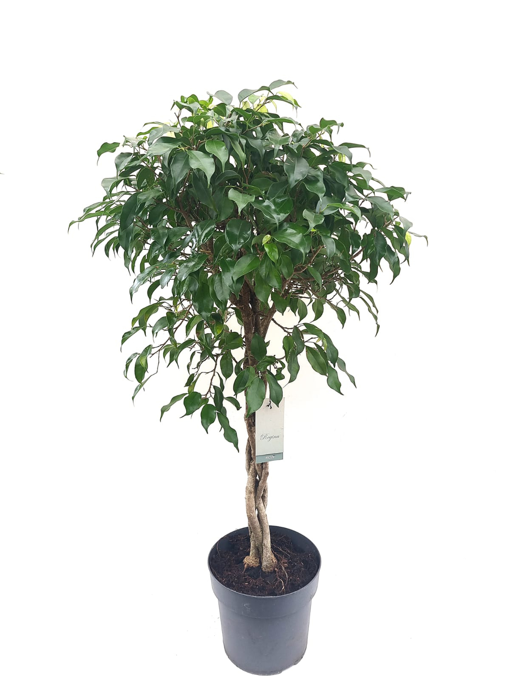 Фикус Бенджамина (Коса)