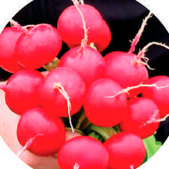 ПРЕЛИТО F1 семена редиса (Hazera | Хазера)