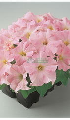 Петуния DREAMS APPLEBLOSSOM