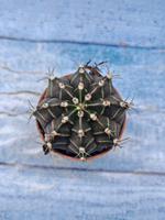 Gymnocalycium Friedrichii (Гимнокалициум)