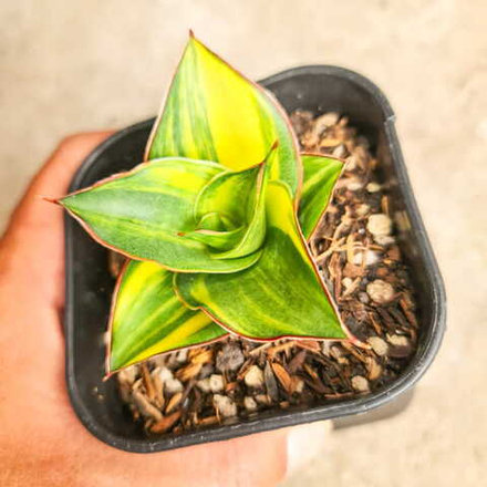 Сансевиерия GHEA VAR BIG