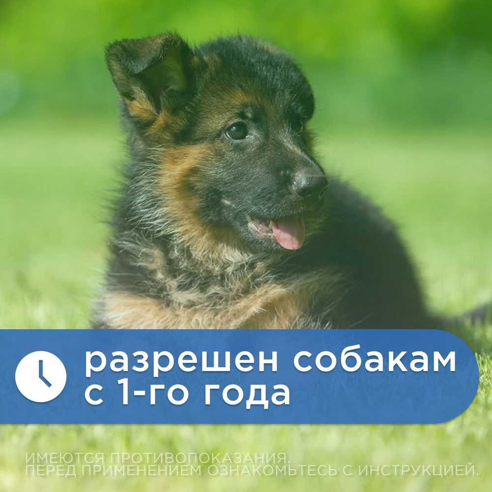 Таблетки для собак для лечения мочекаменной болезни и профилактики почечной недостаточности Нефродог, 30 таблеток с маточным молочком и экстрактами трав