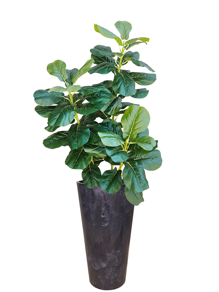 Фикус Лирата в высоком черном кашпо