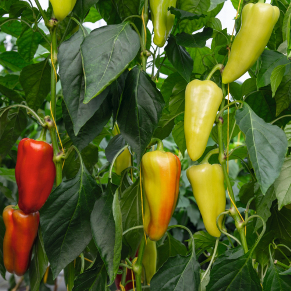 Перец Дон F1 7шт ВитаГрин ЭКСТРА