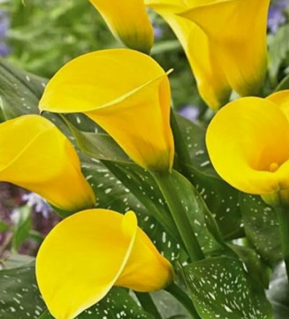 Калла Флорекс Голд 1 клубень, март 2026